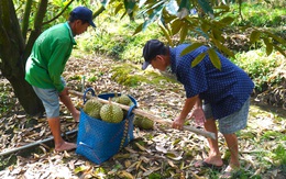 Sầu riêng bất ngờ rớt giá, thương lái năn nỉ nhà vườn 'bớt chút đỉnh'