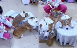 Hai chú chó ngoan ngoãn ngồi im cho cô chủ chơi trò bác sĩ