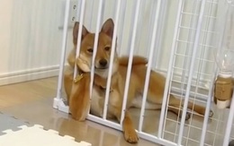 Chú chó nằm chống cằm suy ngẫm cuộc đời