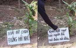 Ảnh vui 22-4: Cây xoài rất ngọt gặp tên trộm lì đòn