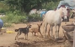 Chó nghịch ngợm hú hồn vì bị ngựa đá