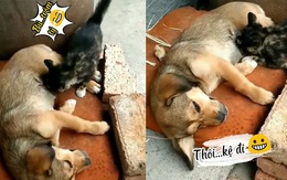 Mèo con đói bụng bú bừa khi vắng mẹ