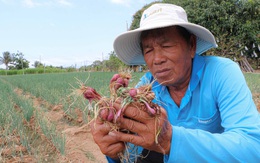 Tây Nguyên cạn nước, hàng ngàn ha cây trồng sắp chết khô