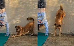 Chú chó thi trồng chuối với cô chủ