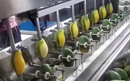 Máy gọt xoài tự động siêu nhanh