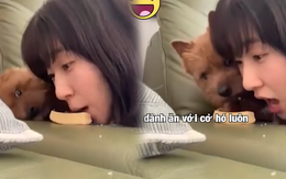 Chú chó chán chẳng buồn nói với cô chủ siêu lầy