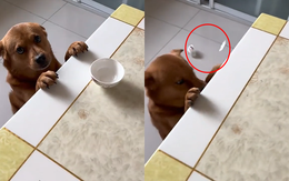 Thanh niên bị mẹ đánh vì tội đổ oan cho chó cưng