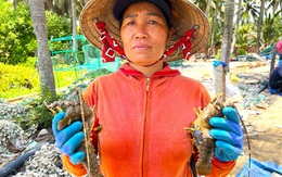 Nước mắt chảy dài ở vương quốc tôm hùm Phú Yên