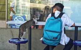 Ảnh vui 11-6: 'Anh trai, cho hỏi nhà có nuôi mèo chưa?'