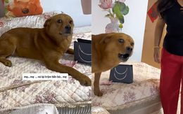 Chú chó nổi cáu vì bị cậu chủ đổ oan tội trộm tiền