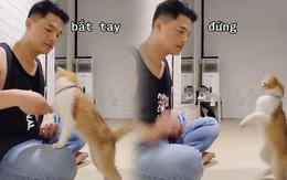 Chú mèo thông minh hiểu được khẩu lệnh của cậu chủ