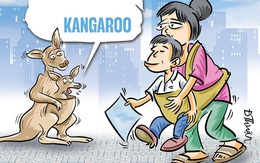 Thế hệ kangaroo đi thi