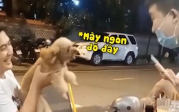 Những chú chó cưng hổ báo nhưng mang trong mình gan chuột nhắt