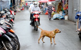 Mình thích nuôi chó, sao bắt cả xóm phải khốn khổ?