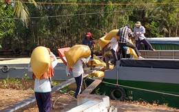 Một thương lái nợ tiền lúa của dân huyện Trần Văn Thời cả năm chưa chịu trả