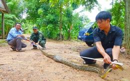 Tiếp nhận con trăn gấm quý hiếm nặng gần 12kg