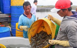 Ấn Độ và Ecuador bán tôm cho Trung Quốc giá rẻ nhất 10 năm qua, tôm Việt Nam bán sao?