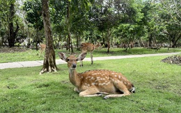 Lạc vào vườn thú safari thu nhỏ giữa lòng Tây Đô