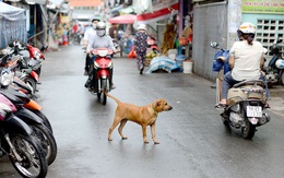 Hà Nội mạnh tay tiêu hủy chó thả rông để ngăn bệnh dại bùng phát