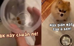 Chú chó nổi cáu khi bị cô chủ ép ăn kiêng, giảm cân