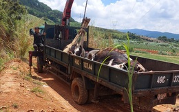 Vụ hàng trăm bò sữa chết: Lần đầu tiên tiêm vắc xin viêm da nổi cục của Navetco tại Lâm Đồng