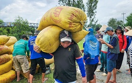 Phải mua trực tiếp từ nông dân: Doanh nghiệp gạo gặp khó