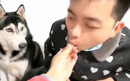 Chú chó nổi cáu vì bị ông chủ giành ăn