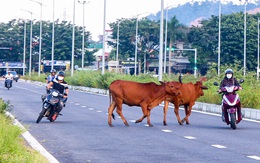 Nguy hiểm bò thả rông trên nhiều tuyến đường ở Đà Nẵng