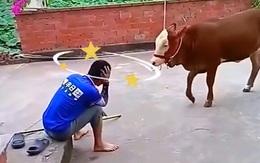 Chú bò ngơ ngác khi thấy ông chủ thị uy võ thuật bị phản dame