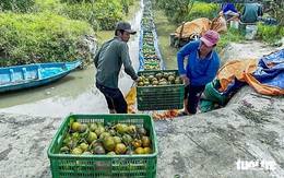 Việt Nam và Mỹ bàn mở cửa cho cam, quýt, mận và chanh không hạt