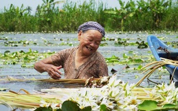 Về Cà Mau mùa nước ngập đồng hái bông súng ma