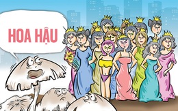 Tình hình hoa hậu sau một đêm