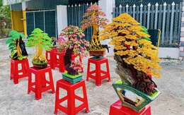 Bonsai dây nhôm xuống chợ Tết, đẹp hút hồn khách mua