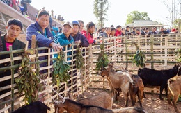 Cuối năm đi chợ Hạnh Thương, người bán 0 đồng, người mua có quà Tết đủ đầy