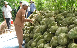 Cần làm gì để thị trường Trung Quốc chấp nhận ăn sầu riêng Việt Nam lâu dài?