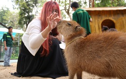 'Giao lưu' với gia đình 'ngoại giao' capybara tại Thảo cầm viên