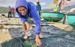 Chong đèn thâu đêm săn tôm hùm giống