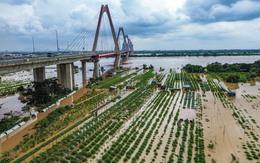Sông Hồng qua Hà Nội mênh mông nước, làng đào lại ngâm mình trong dòng lũ