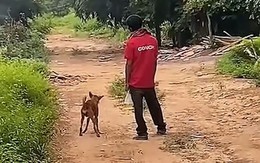 Cười sảng với chú chó say xỉn