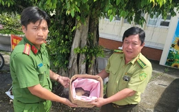 Rùa núi vàng và tê tê đi lạc, người dân phát hiện liền đem giao nộp cho công an