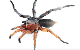 Phát hiện con nhện là 'dân anh chị' - lúc anh lúc chị