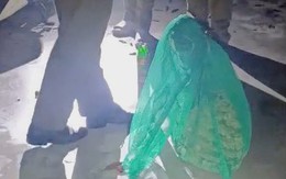 Đã xử lý xong tổ ong vò vẽ gần trường học ở TP.HCM