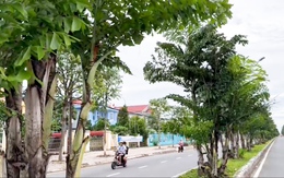 Cận cảnh hàng cây đủng đỉnh trang trí rạp cưới trên 'con lươn' ở Cần Thơ