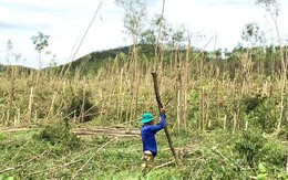 Đồi keo xanh bạt ngàn nay xác xơ gãy ngang thân vì bão Bualoi