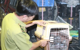 Tạm giữ 500 con chim cu ngói không rõ nguồn gốc tại Tân Sơn Hòa, TP.HCM