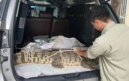 Bắt được cá sấu hơn 50kg 'đi lạc' gần khu dân cư