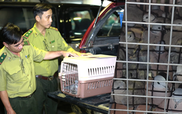 Tàng trữ 500 con chim cu ngói không giấy tờ, một phụ nữ bị phạt 7,5 triệu đồng