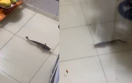 Cá bơi tung tăng trong nhà khi triều cường lên