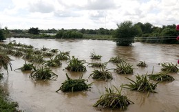 Nhiều vườn thanh long ở Lâm Đồng ngập úng do mưa lũ