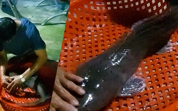 Người dân Cần Thơ bắt được cá trê dài 1 mét theo mùa nước nổi tràn về